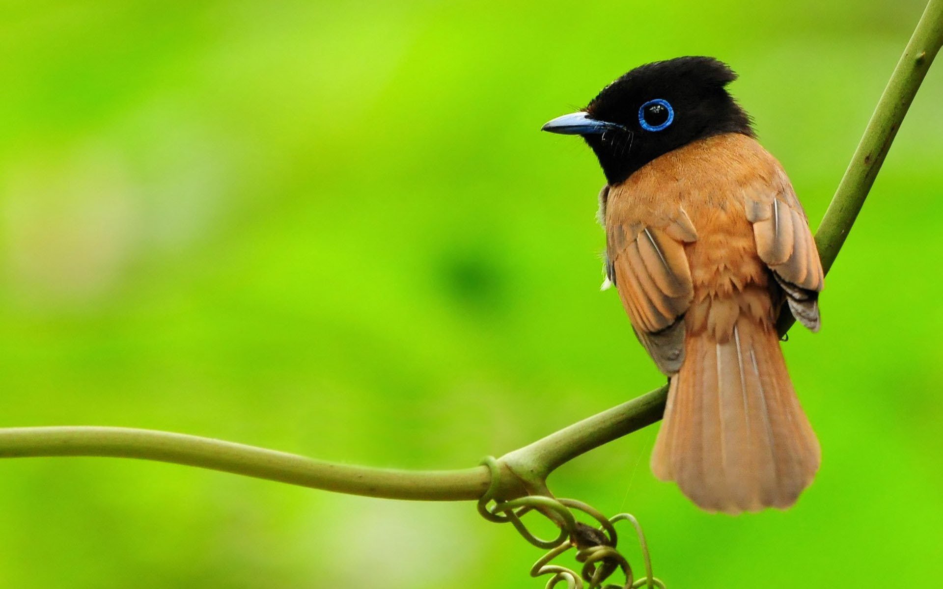 oiseau branche gros plan verdure paradis asiatique moucherolle du paradis