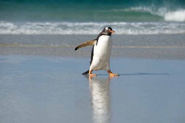 Pingouin marchant sur la mer gelée