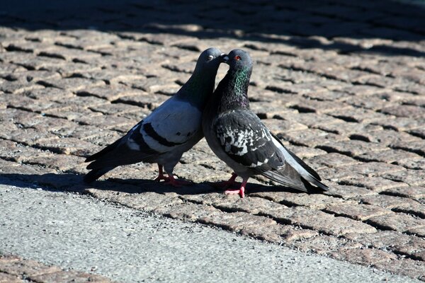 Monde romantique, les pigeons s embrassent