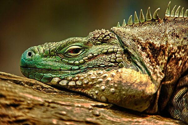 An iguana taking a sun bath