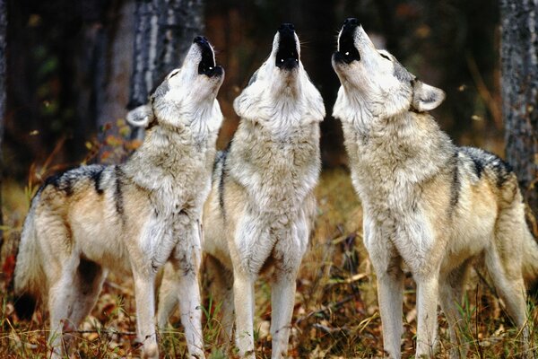 Trois loups hurlent dans la forêt
