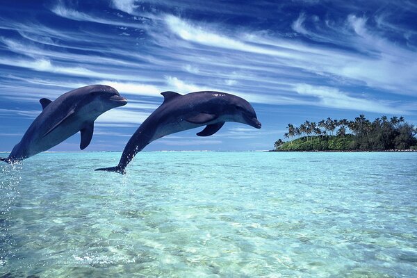 Eine Landschaft mit wunderschöner Natur am Meer schwimmen Delfine und der Himmel ist so klar