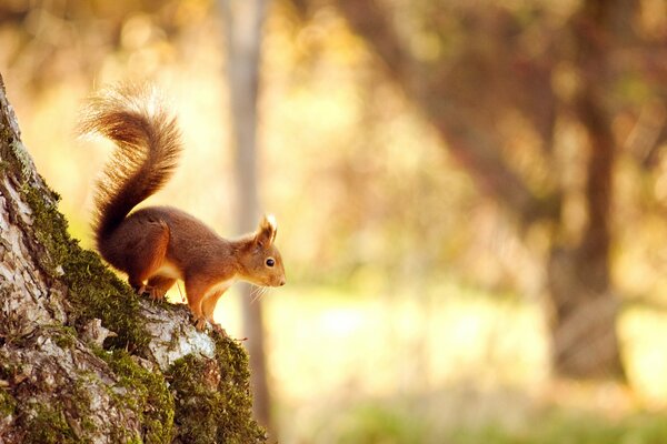 A beautiful squirrel is sitting on a tree