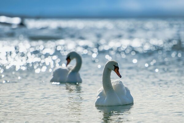 Zwei weiße Schwäne schwimmen