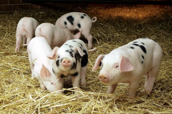 Fragrant hay from pigs in the barn