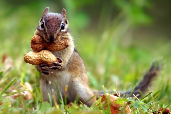 Chipmunk ist für den Winter mit Nüssen bestückt