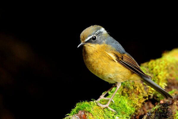 Oiseau jaune sur fond noir