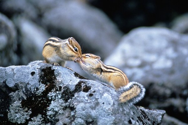 Un couple de Chipmunks s embrassent lors d une rencontre