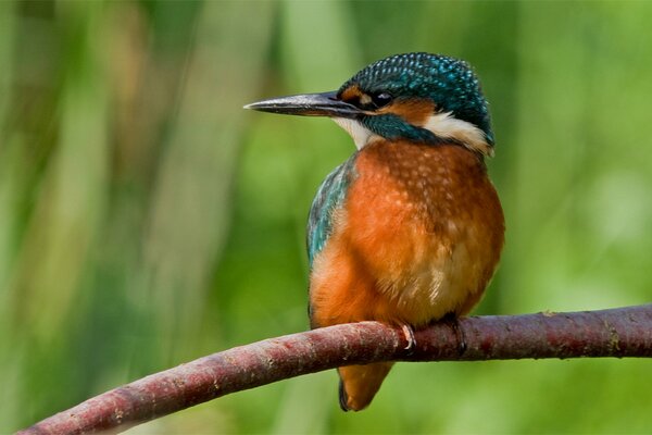 Oiseau Martin-pêcheur assis sur une branche