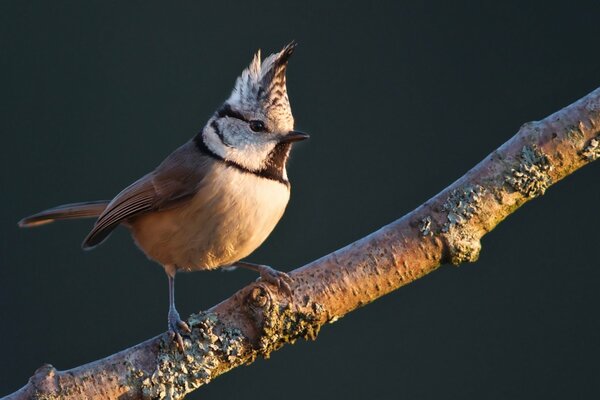 Crested tit on a branch. Grenadier