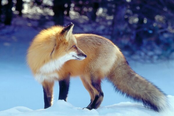 Fourrure renard regarde en arrière sur quelqu un