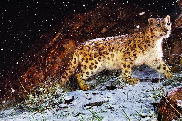 El leopardo salió a cazar por la noche