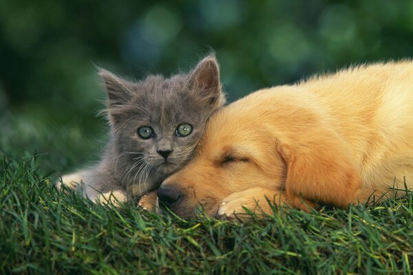 A gray kitten next to a red puppy