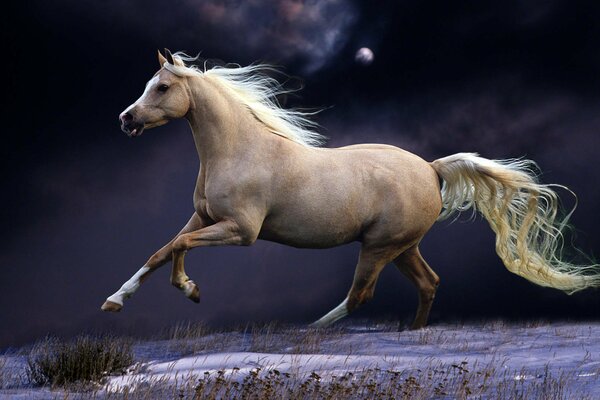 Galoppierendes Pferd im Licht des Nachtmondes