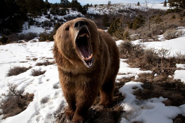 Oso rugiente en el bosque cubierto de nieve