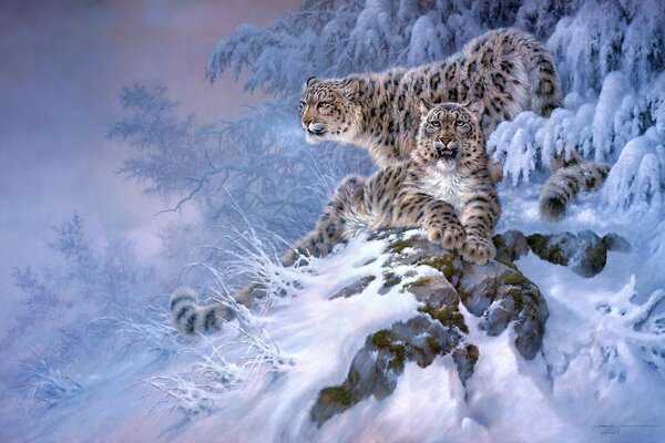 Leopardo de las Nieves en una roca en un bosque de invierno