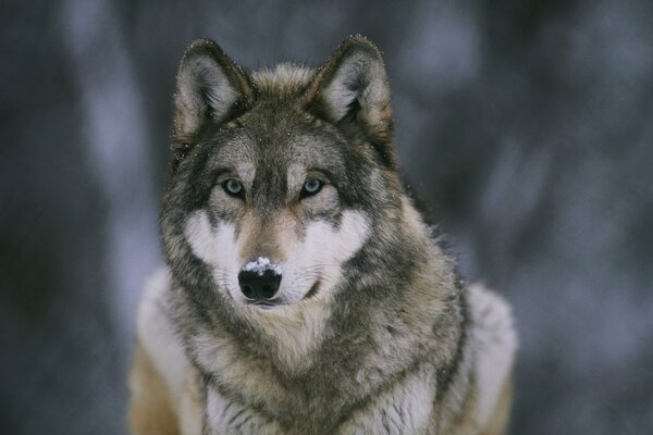 L inserviente della foresta Wolf sta in piedi e fissa con la neve sul naso
