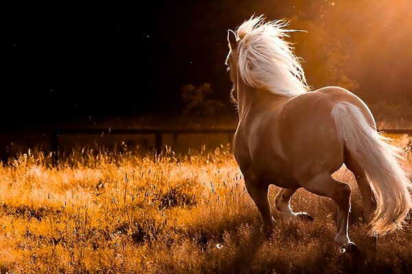 Golden horse frolics in nature