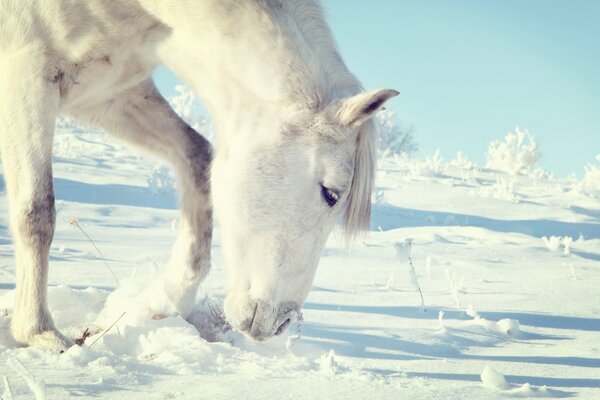 The white horse walks in winter