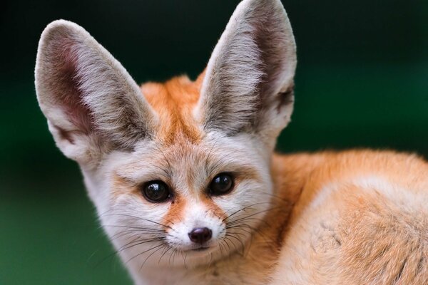 Ein ungewöhnlicher Fuchs mit großen Ohren