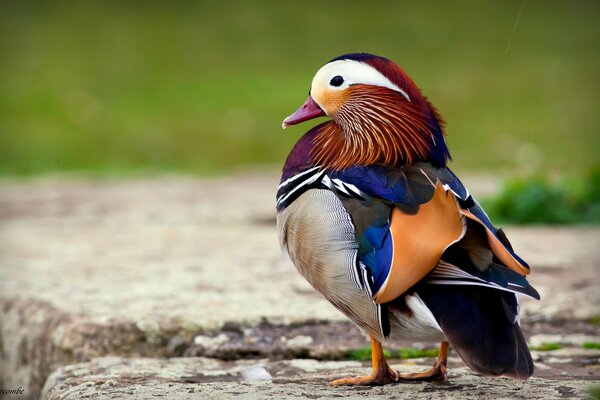 A colored mandarin is looking at you