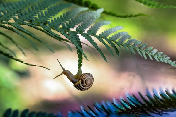 Photo of a snail hanging on foliage