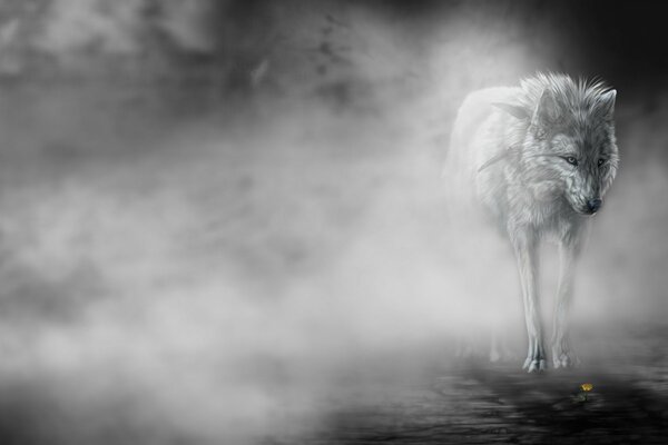 Vieux loup dans le brouillard épais