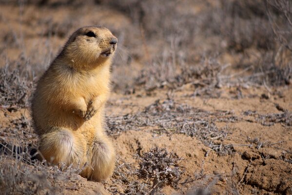 A little gopher is sitting on the sand