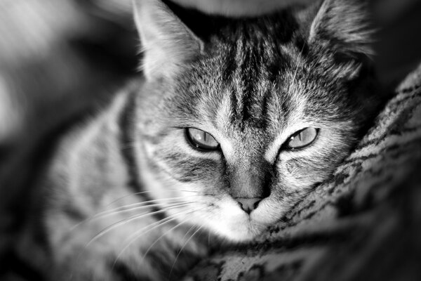 Tapeta z uroczym kotem czarno-biała