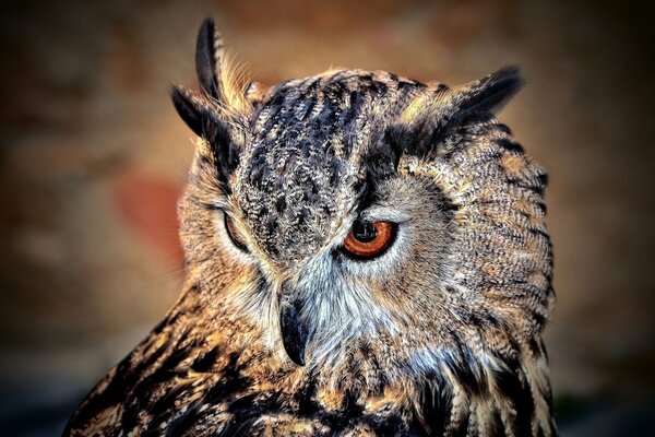 Ein enger Hintergrund des Vogels der Eule