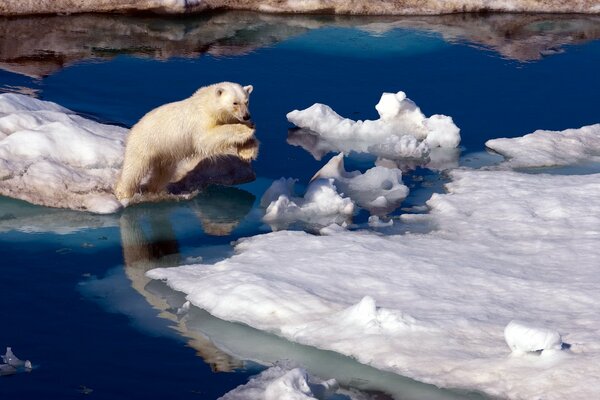 Orso bianco del nord su un lastrone di ghiaccio