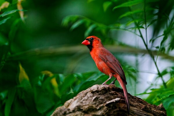 Czerwony ptak na gałęzi w krzakach