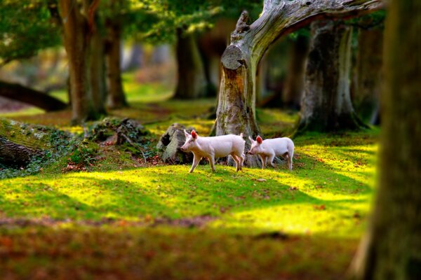 Deux petits cochons dans le parc entre les arbres