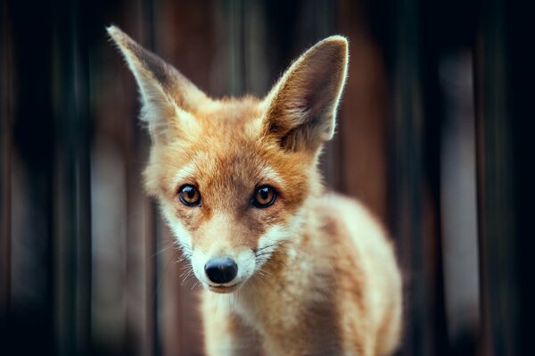 Ein roter Fuchs. Schnauze und Ohren sind bereit, sie kennenzulernen