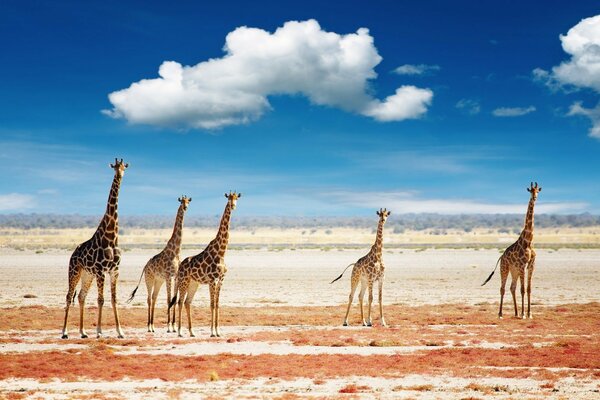 The giraffe has a long neck, almost touching the sky, in the clouds for sure