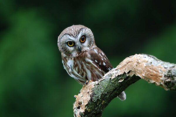 Surprised little owl on a branch