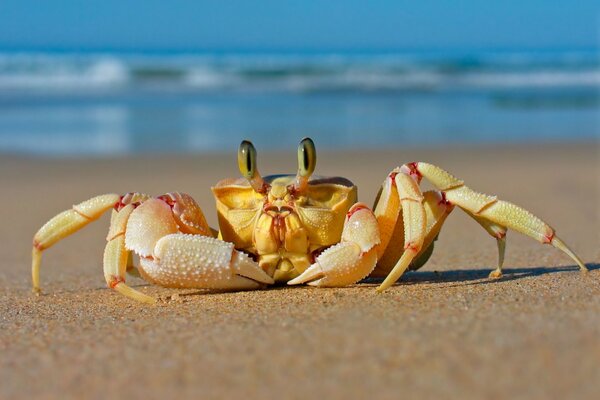 Crab by the sea on the sand