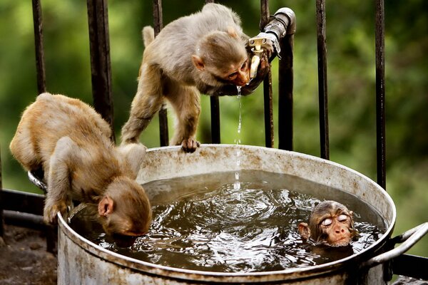 Две обезьяны купаются в кастрюле с водой