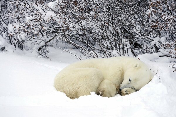 A polar bear sleeps in a snowdrift