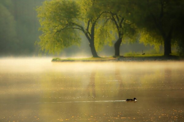 Morning duck floating in the fog