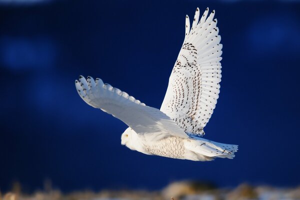 Hibou blanc avec des ailes ouvertes