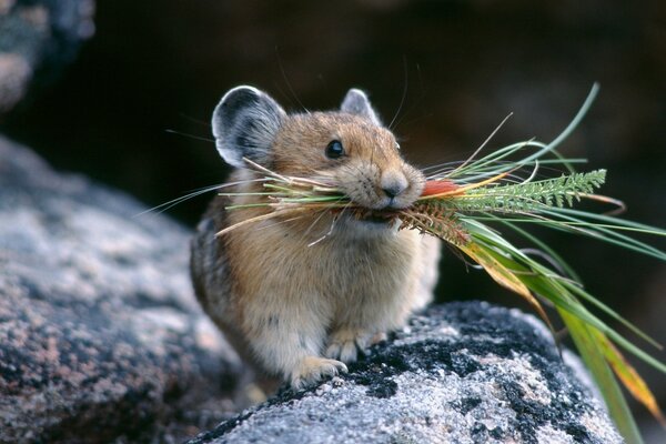 Souris Pika avec des fleurs dans la bouche