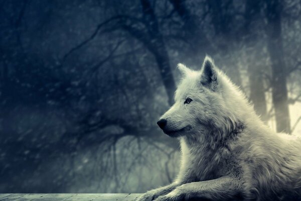 Loup blanc majestueux dans la forêt