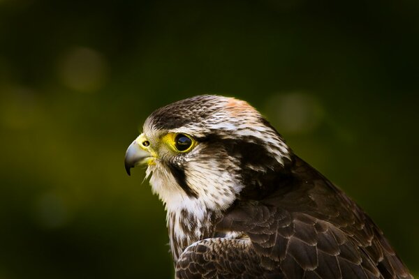 The look of a hawk on a khaki background