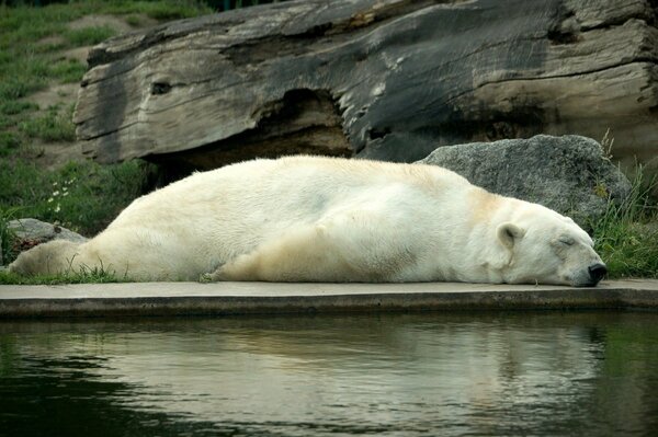 El gigante blanco descansa