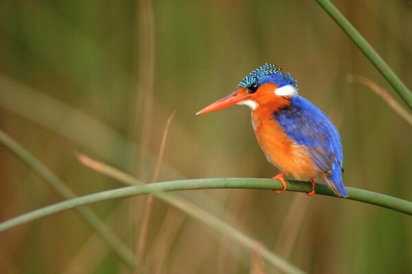 Plumaje brillante del Martín pescador en la naturaleza