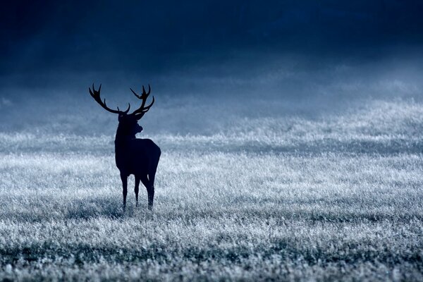 Cerf du Nord dans la forêt