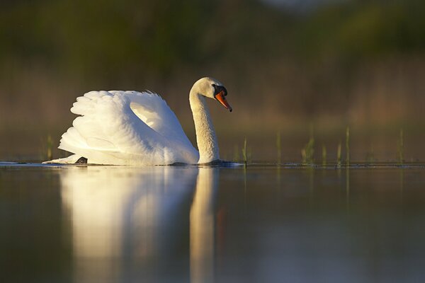 Cigno bianco sullo stagno Pittura A Olio