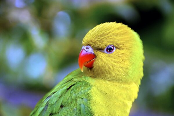 Perroquet vert avec tête jaune et bec rouge