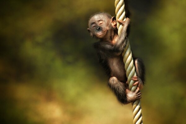 Piccola scimmia sulla corda della felicità